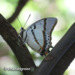 Polyura nepenthes