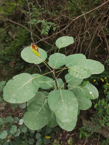 Cotinus coggygria Scop.