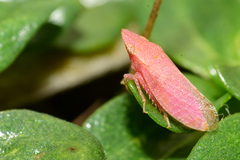 Xerophloea