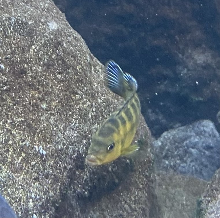 Bumblebee cichlid (Pseudotropheus crabro) — Cichlidae