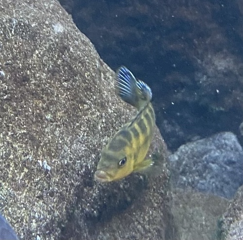 Bumblebee cichlid (Pseudotropheus crabro) — Cichlidae