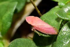 Xerophloea