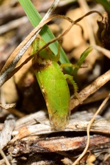Xerophloea viridis