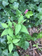 Persicaria