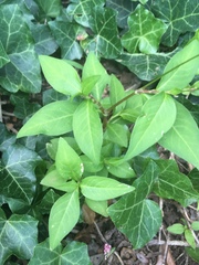 Persicaria