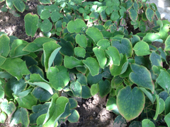 Epimedium koreanum