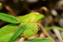 Xerophloea viridis