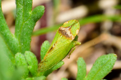Xerophloea viridis
