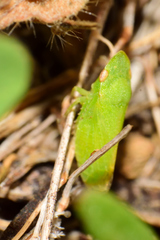 Xerophloea viridis