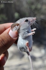Peromyscus crinitus