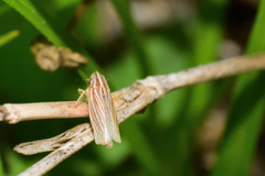 Plesiommata mollicula