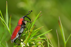 Rhodobaenus sanguineus