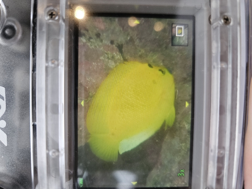 Photo of Threespot Angelfish (Apolemichthys trimaculatus)