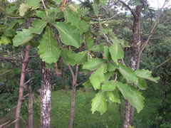 Quercus dentata