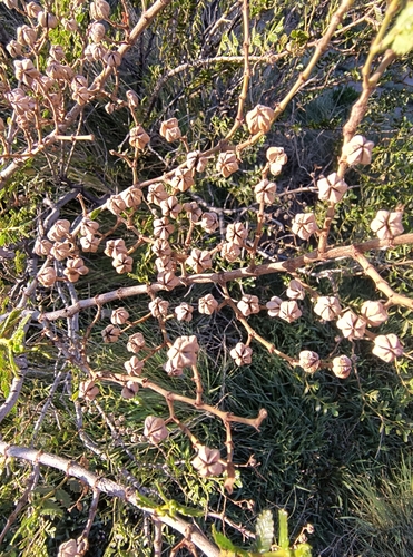 Image of Larrea nitida by (c) Pablo Bombín, some rights reserved (CC BY)