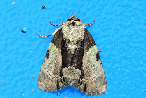Chytonix costimacula