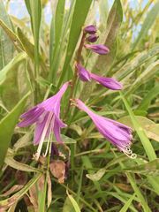 Hosta longipes