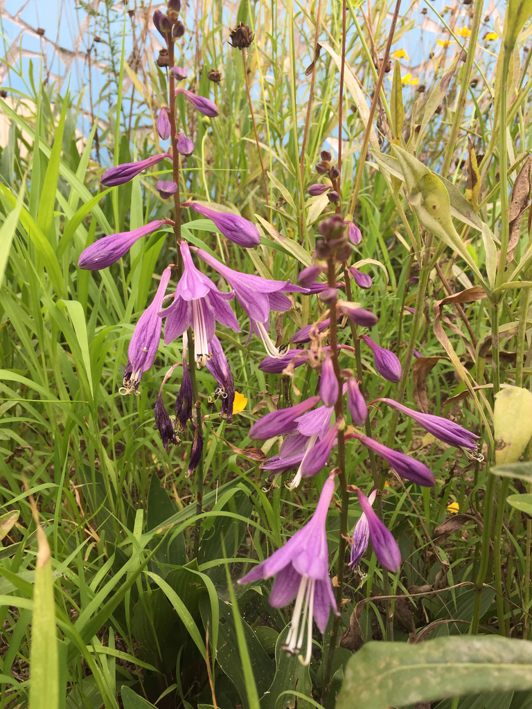 Rock Hosta