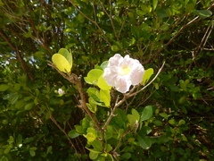 Tabebuia