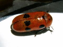 Clytra novempunctata