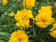 Bombus pratorum
