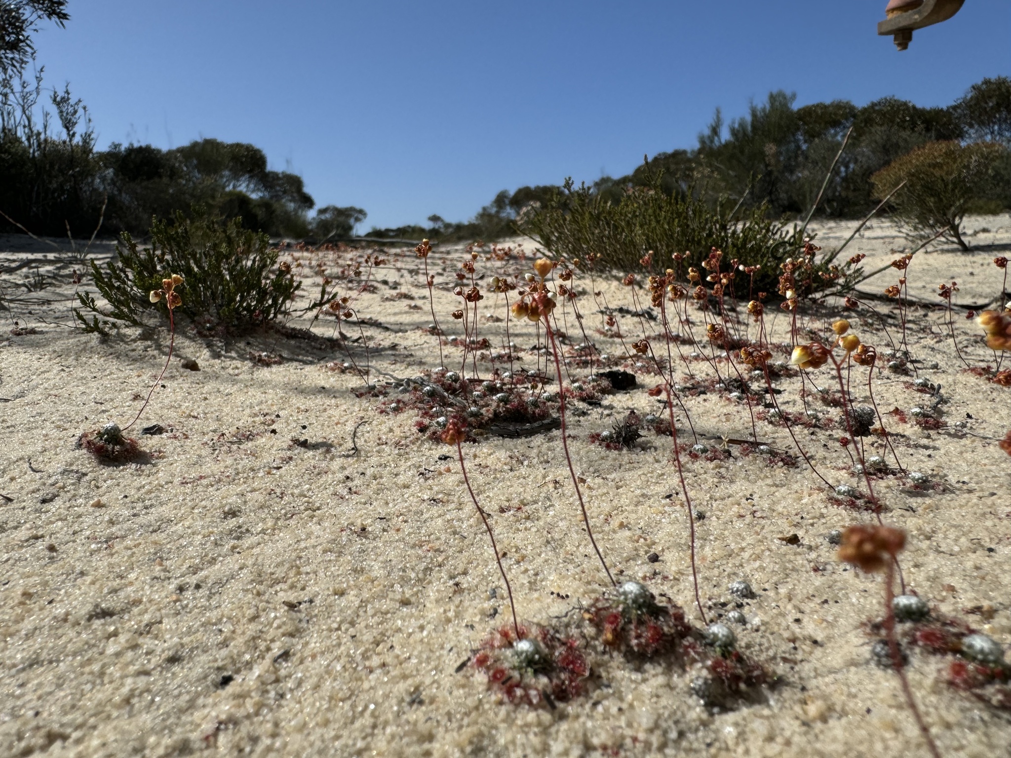 Drosera pycnoblasta Diels