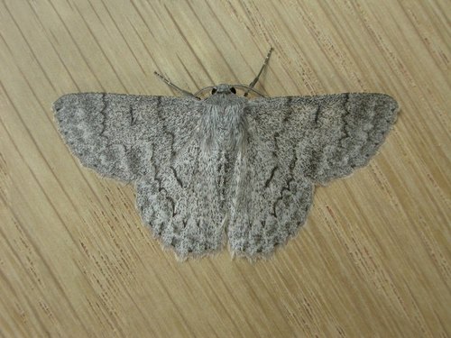 Red-lined Looper photo 4
