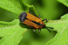 Pentispa melanura