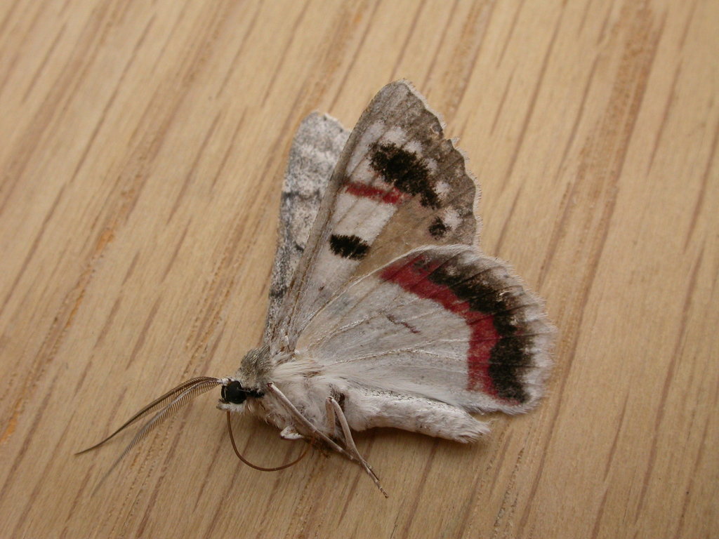 Red-lined Looper