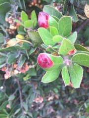 Exobasidium arctostaphyli