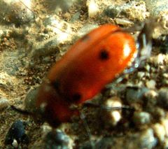 Coptocephala rubicunda