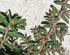 Euphorbia maculata