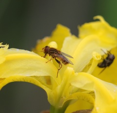 Parhelophilus consimilis