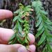 Tmesipteris elongata - Photo (c) Jacqui Geux, some rights reserved (CC BY), uploaded by Jacqui Geux