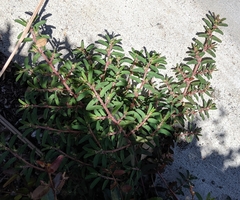 Euphorbia maculata