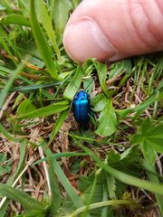 Oreina cacaliae