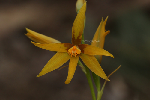 Cinnamon sun orchid (Thelymitra dedmaniarum)