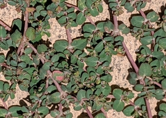 Euphorbia serpens