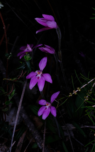 Image of Caladenia reptans by (c) Peter Crowcroft, some rights reserved (CC BY)