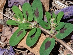 Euphorbia maculata
