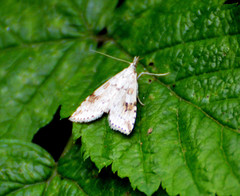 Udea washingtonalis