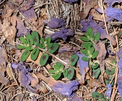 Euphorbia maculata
