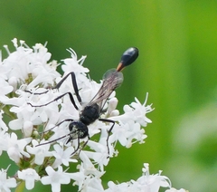 Ammophila urnaria