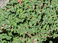 Euphorbia serpens