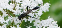 Ammophila urnaria