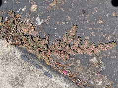 Euphorbia maculata