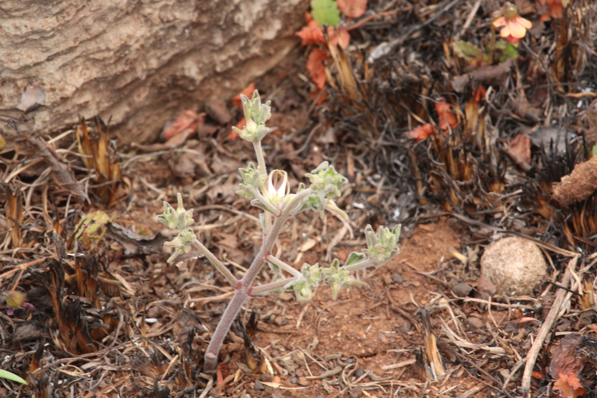Ceropegia conrathii