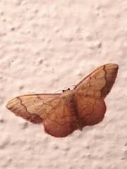 Idaea ostrinaria