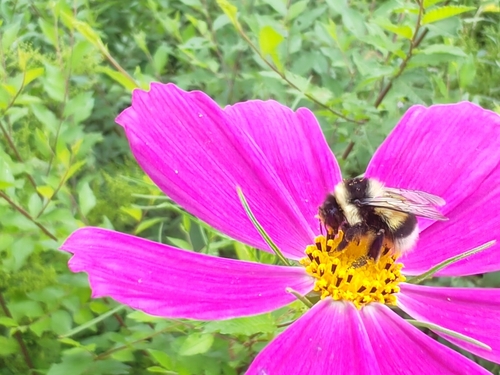 Far Eastern Bumble Bee