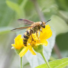 Xanthocampsomeris hesterae